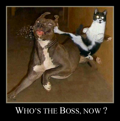 Cat vs Dog : Who's the boss, now ?