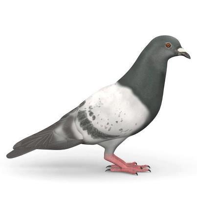 http://h16free.com/wp-content/uploads/2012/10/pigeon.jpg