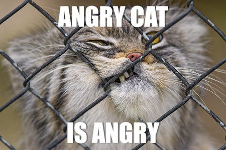 angry cat is angry