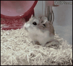 gifa hamster dans sa roue