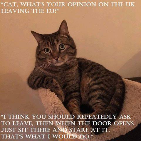 cat-brexit.jpg