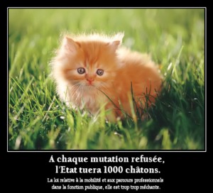 Chatons sacrifiés sur l'autel du libéralisme