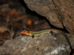 Pti lézard à la con