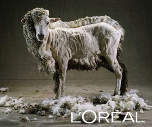Tous des Moutons