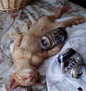 Chat bourré