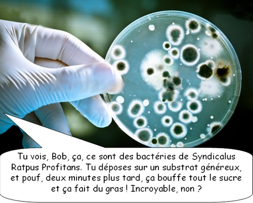 Bactéries de Syndicalus Profitans