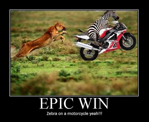 epic win : zebra on a motorcycle !