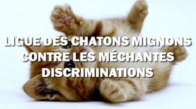 chaton mignon contre les discriminations