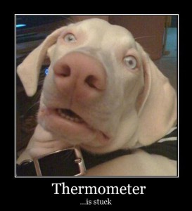Thermometer Is Stuck - dog