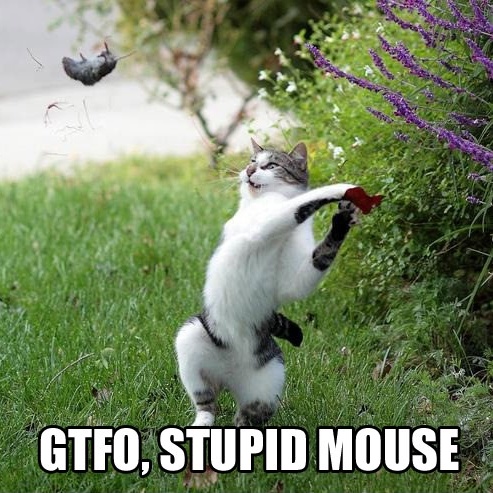 cat gtfo stupid mouse