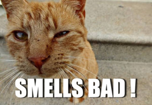 cat smells bad