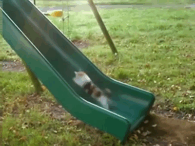 cat slide