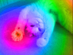 gifa psychedelic cat