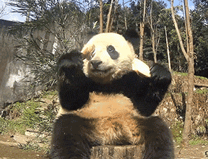 gifa panda eats and fall