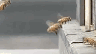 gifa bees exploding