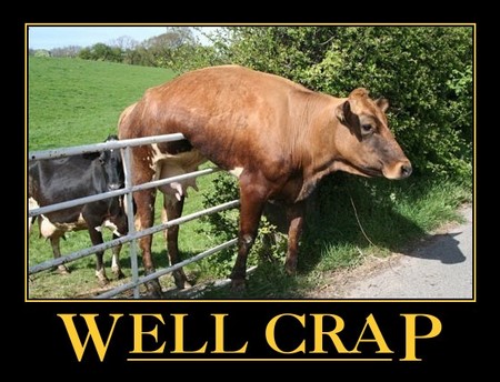 oh crap cow
